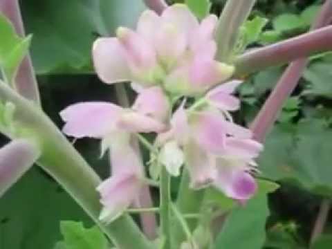 Season Flower in West Bengal, India
