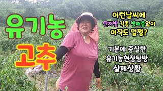 유기농 고추 아직까지 탄저병 병해충 없이 멀쩡? 기본에 충실한 현장탐방 스토리