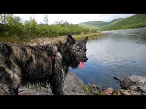 Beach time in Finnish Lapland - Happy doge