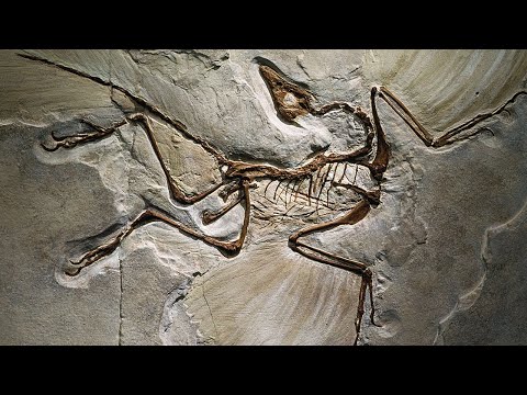 Why Did This 150-Million-Year-Old Fossil Terrify Paleontologists? Documentary