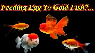 Goldfish மீனிர்க்கு முட்டை குடுகளமா?. Can We Feed Boiled Egg To The Goldfish?. / Fish Aquarium Tamil