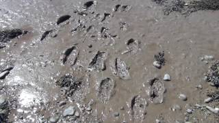 Across The Borderline - Vocals + Tyros 4