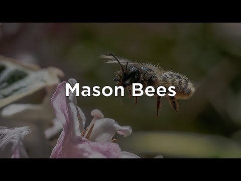Mason Bees