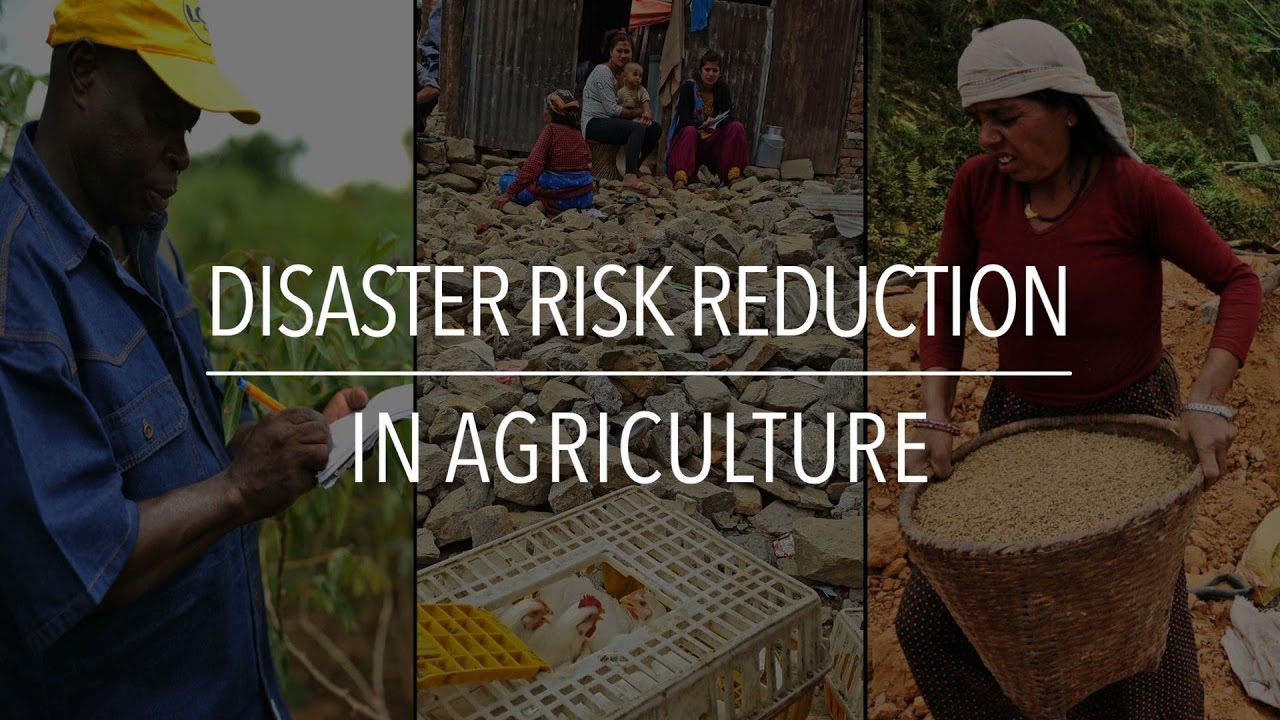 FAO Policy Series: Disaster Risk Reduction in Agriculture