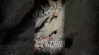 Download lagu menangkap ular piton di bawah pohon besar mp3
