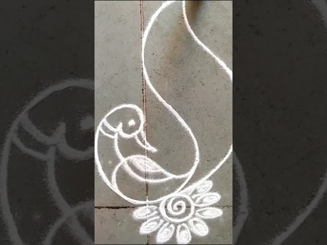 Simple freehand peacock rangoli design - video 2