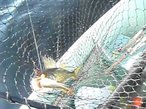 Lower Twin Lakes Nakina Fall Walleye - YouTube
