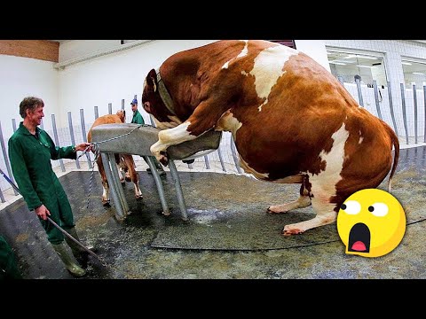 , title : 'شاهد التكنولوجيا العجيبة داخل مزارع الأبقار.. ستندهش من هذا الفيديو !!'