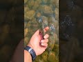 Video Thumbnail for Micro fishing Perch #short #fishing #catchandrelease #subscribe #shorts