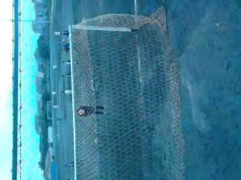 Cometa acisantantonio