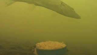 Ловля рыб на кошачий корм