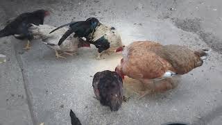 Galinha do Pescoço Pelado Junto Com Garnizés - 79