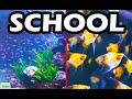 Best Fish For A Classroom Aquarium