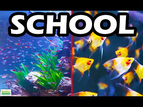 YouTube video about: Are guppies schooling fish?