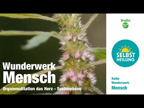 Wunderwerk Mensch: Organmeditation  das Herz - Seelenebene
