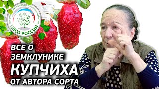 Сорт среднего срока созревания