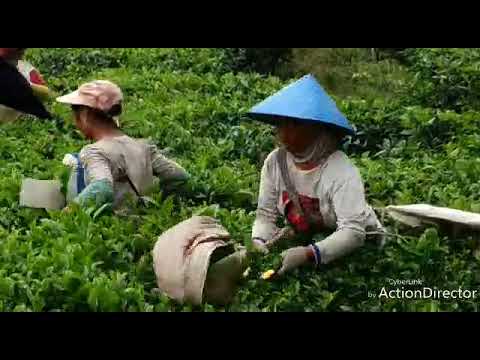 tutorial petik teh pakai mesin dan manual afdeling delta Blok 143