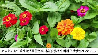 태백해바라기축제와 초록뿔언덕사슴농장 사진과 동영상 도움 박이규선생님과 박필령시인님 2026.7.17