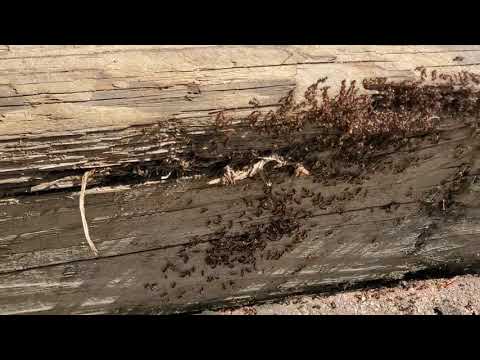 Massive Ant Colony Found in Railroad Ties in Colts Neck, NJ