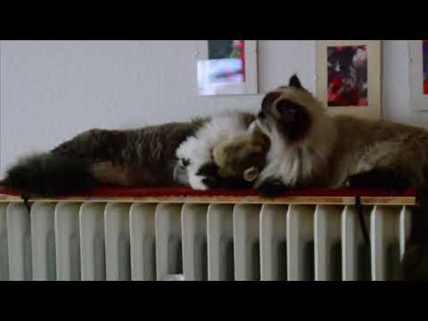 Mal ein bisschen Kuscheln