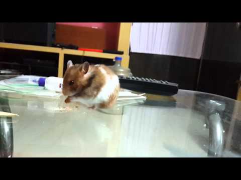 Sweetie eating biscut