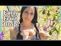6 Reasons Why Your Passion Fruit Is Dropping Early And How To Fix It