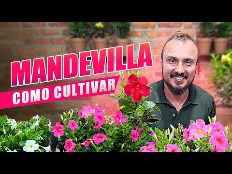 Como FAZER MUDAS de  MANDEVILLA (Dipladênia) | Como cultivar e ter flores o ano todo