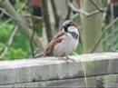 House Sparrow Song