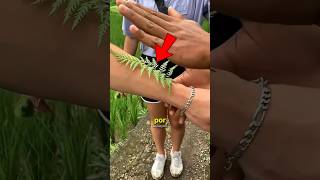 Por que eles estão batendo com essa planta no braço?! 🤔