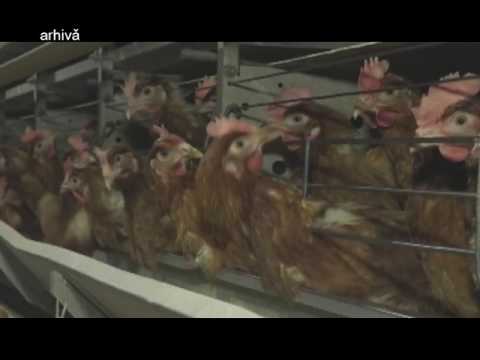 25.01.2017 / Ştire Etv - GRIPĂ AVIARĂ CONFIRMATĂ LA GALAȚI!