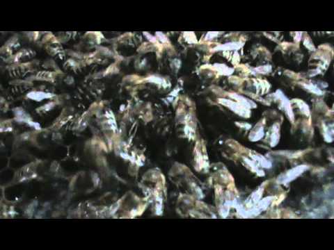 10. Bazele Matematicii: Lectia 12 - Functii - clasa 12  10/10