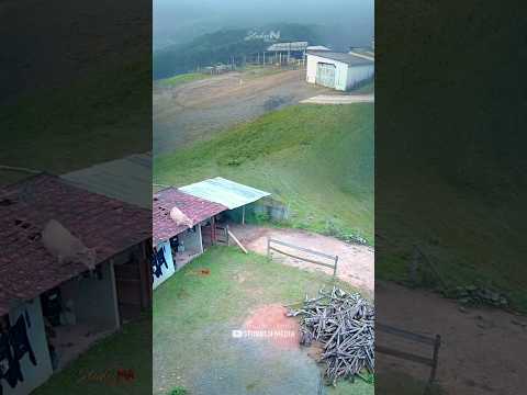 Cow fell from roof 🐄😱 Luckily No Harms #shorts #cow #wildboar