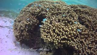 preview picture of video 'Medhufushi Island Resort - Maldives 2013'