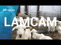 LAMCAM: Kijk live mee naar pasgeboren lammetjes ?