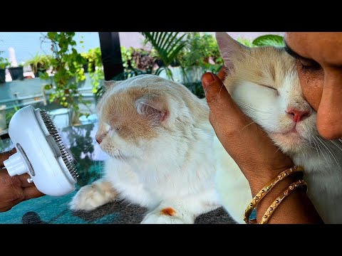 Shasha mapla pola jammunu akitan samathu pulla azhagan😍😍😍Day routine care