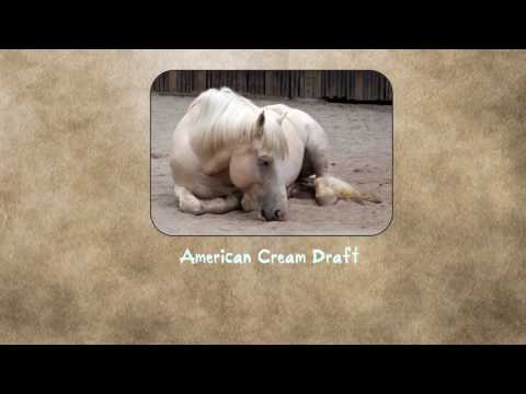 , title : 'American Cream Draft Horse | So Good To Know'