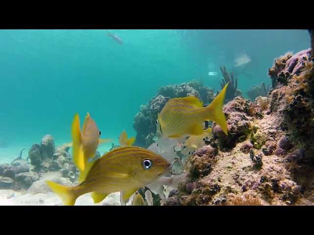 GoPro Snorkeling in crystal clear water of Turks and Caicos