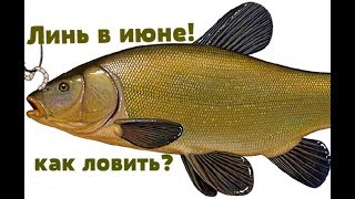 Рыба линь на что клюет
