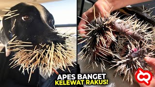 Download lagu Nekat Memangsa Landak, Hewan ini Malah Bernasib Seperti ini.. Momen Apes Hewan Salah Pilih Mangsa mp3