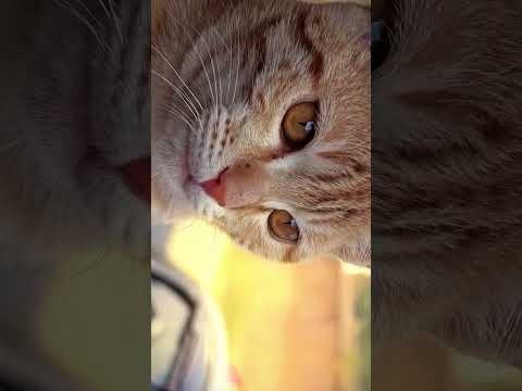 #cats #catshorts #catlover