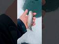 Video Thumbnail for Rainbow trout #catchandrelease #fishing #shorts