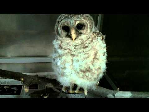 Baby Barred Owl With Juvenile Cataracts