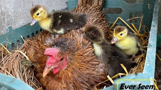 Broody Hen Hatched 3 Muscovy Ducks Out Of 3 Eggs - Amazing Hen harvesting eggs