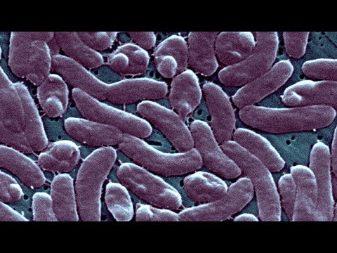 Doctor answers on rare bacteria causing flesh-eating disease