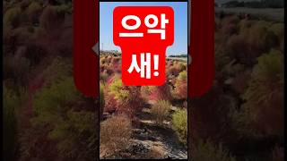 억새의 향연 '난지 히늘공원'
