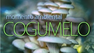 Miniatura do vídeo
