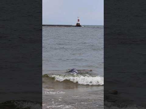 MERMAID IN THE WAVES (Manistee, MI)