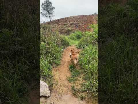 Da Huang is such a helpful little buddy at home!#pets #cute #cutedog #funny #animallife #animals