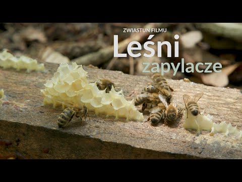 Zwiastun filmu " Leśni zapylacze"