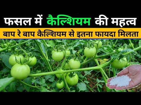 फसल में कैल्शियम की महत्व || Calcium for plants || Calcium nitrate liquid